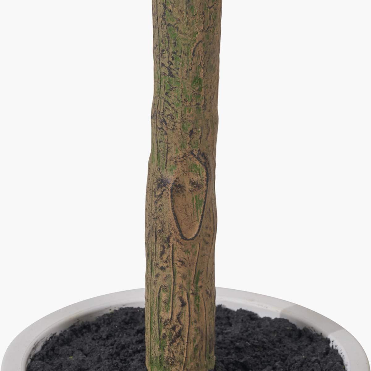 Beau&Co Medium Olive Tree in Pot