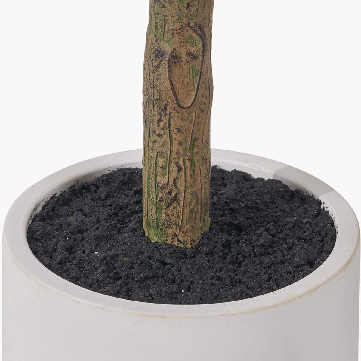 Beau&Co Medium Olive Tree in Pot