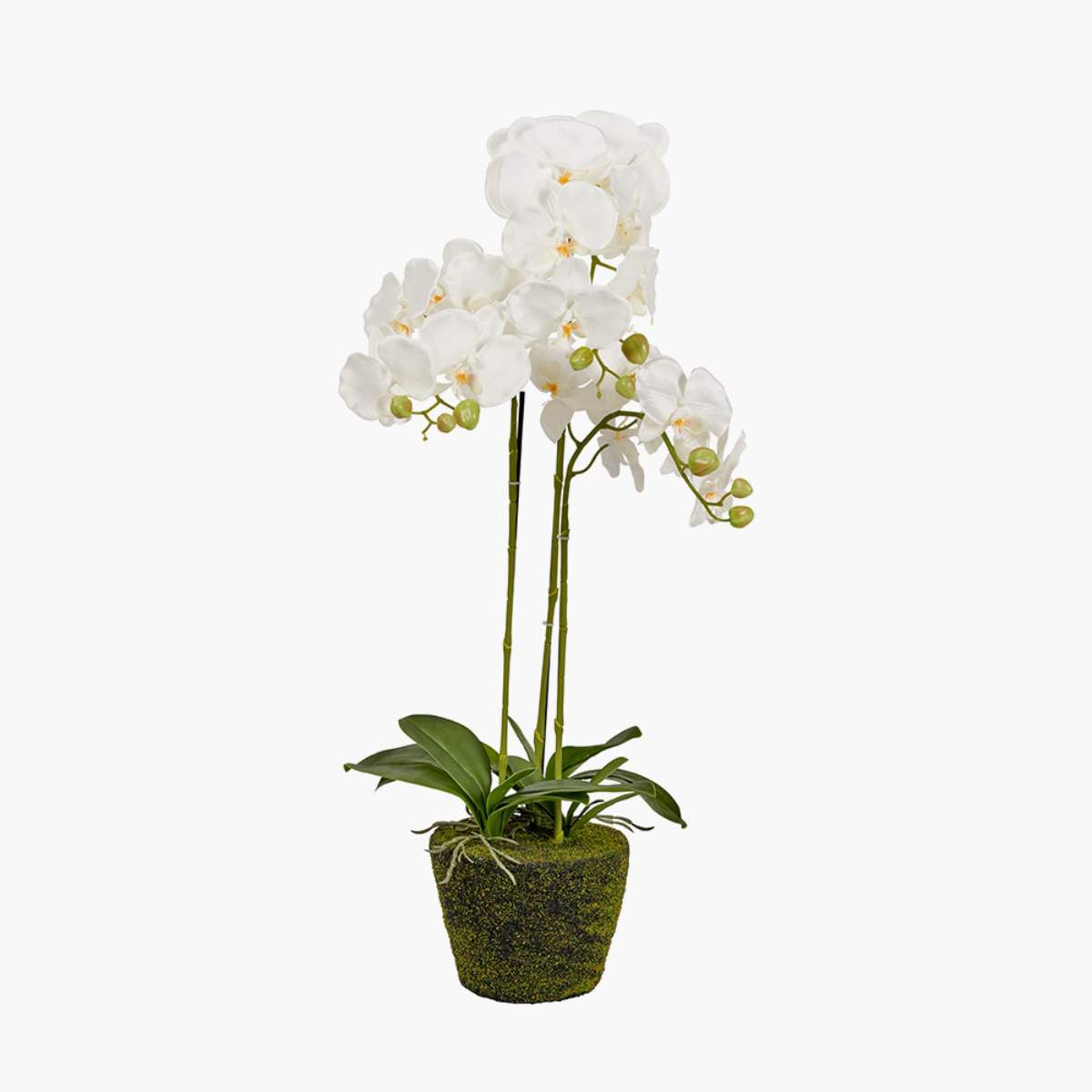 Pacific Lifestyle Medium White Orchid in Moss Pot