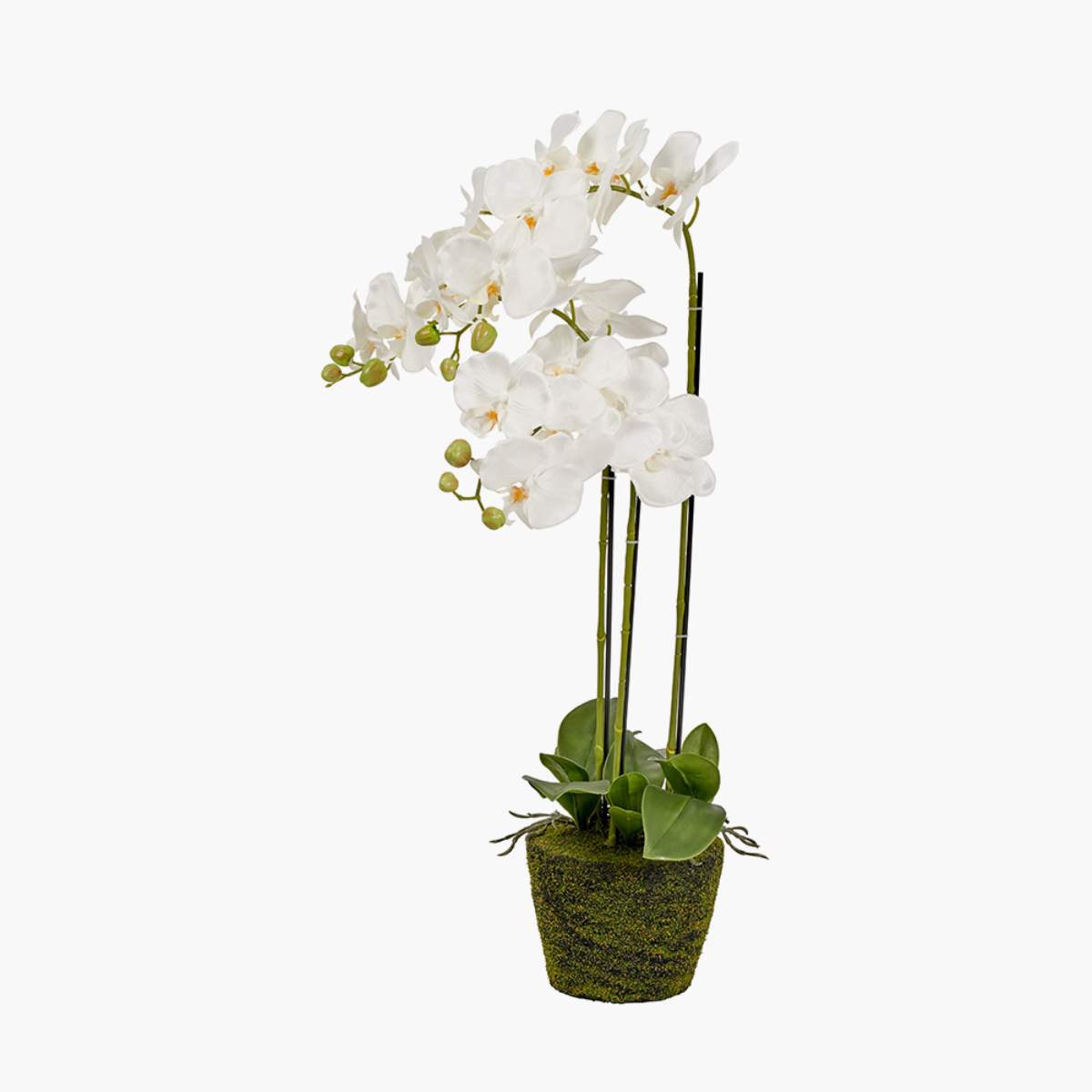 Pacific Lifestyle Medium White Orchid in Moss Pot