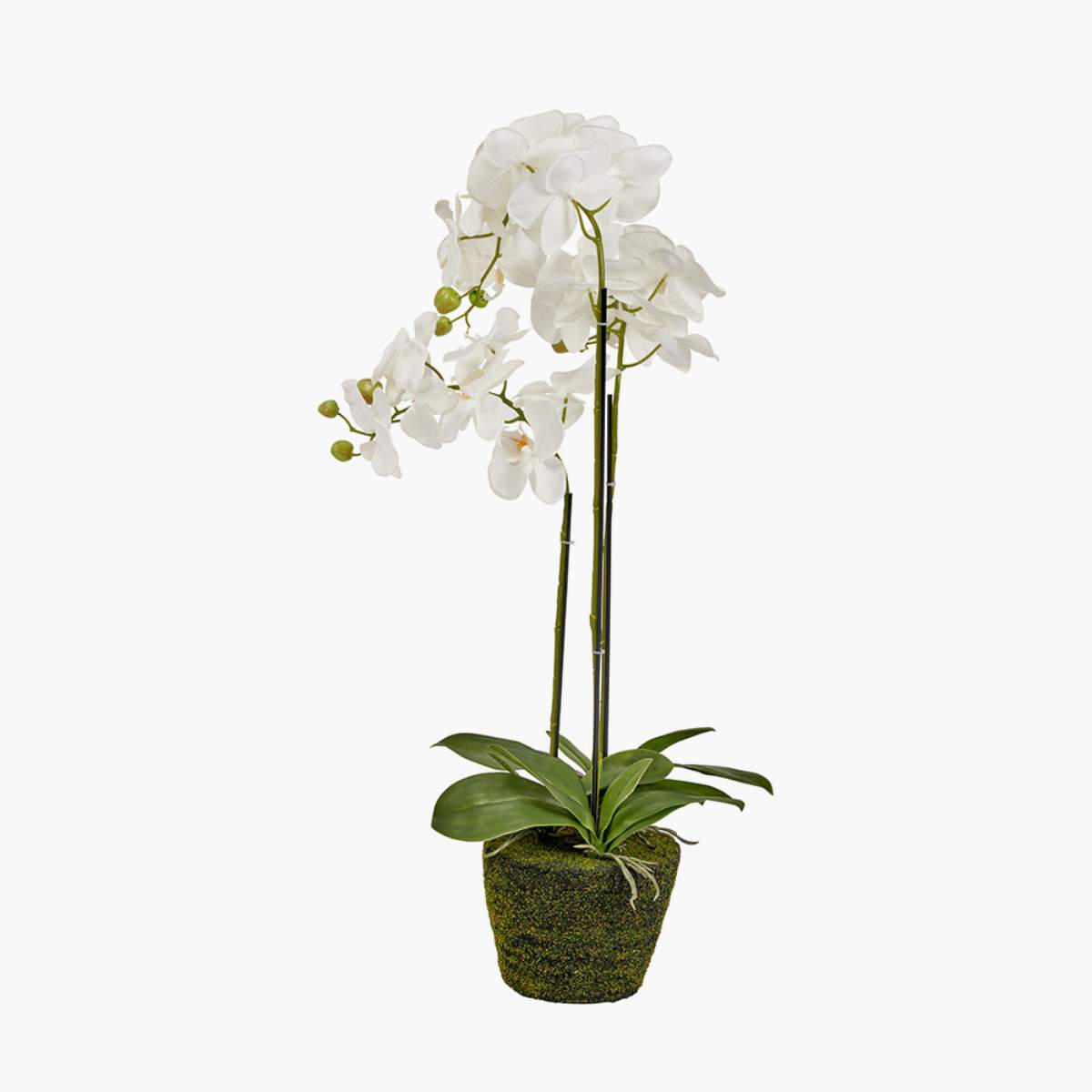 Pacific Lifestyle Medium White Orchid in Moss Pot