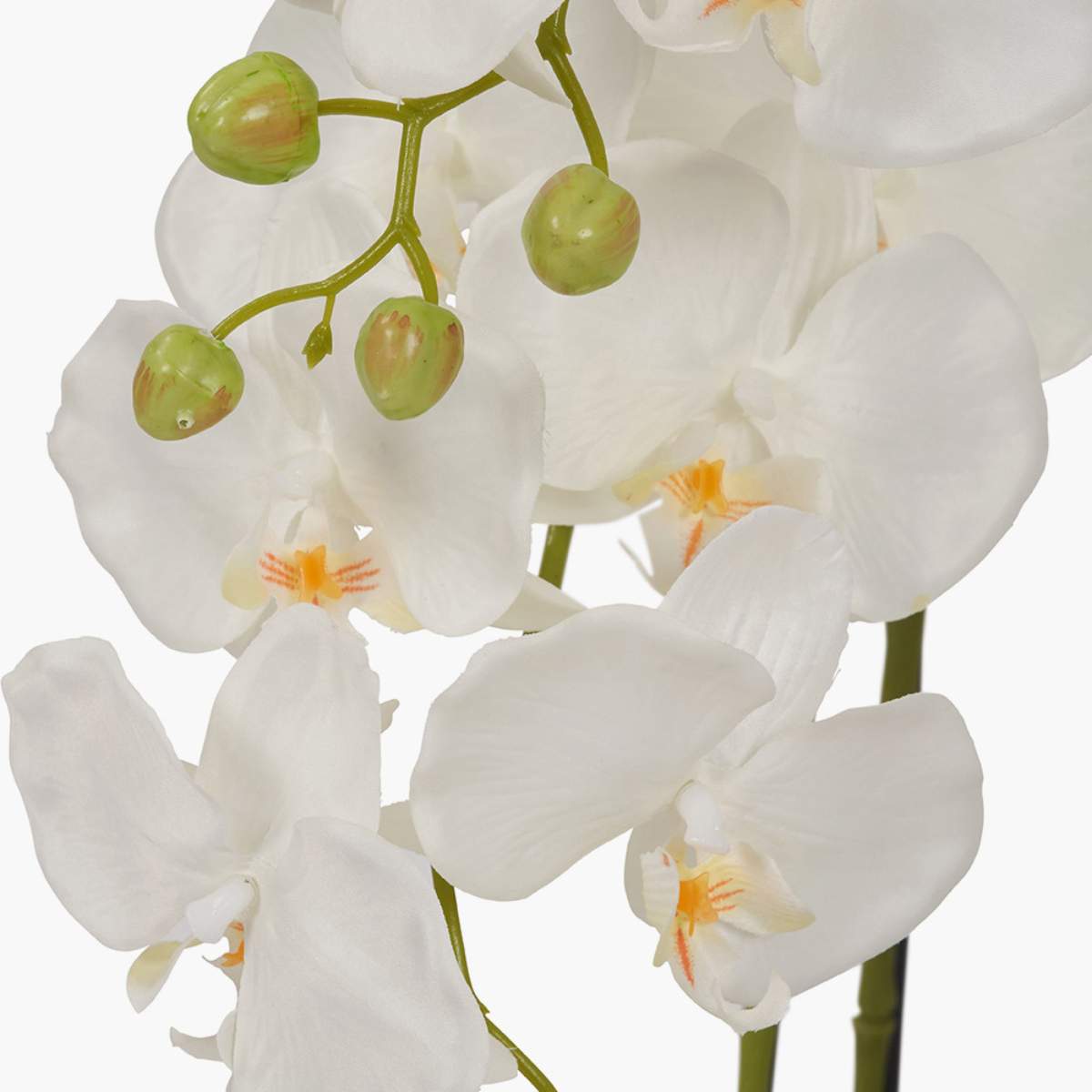 Pacific Lifestyle Medium White Orchid in Moss Pot