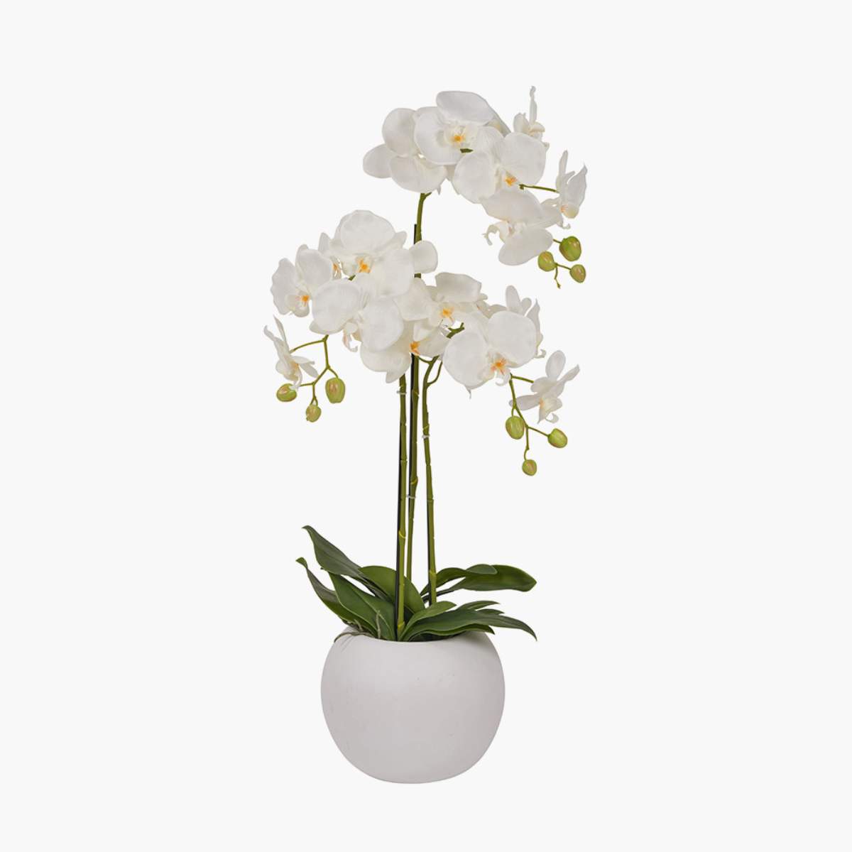Pacific Lifestyle Medium White Orchid in Pot