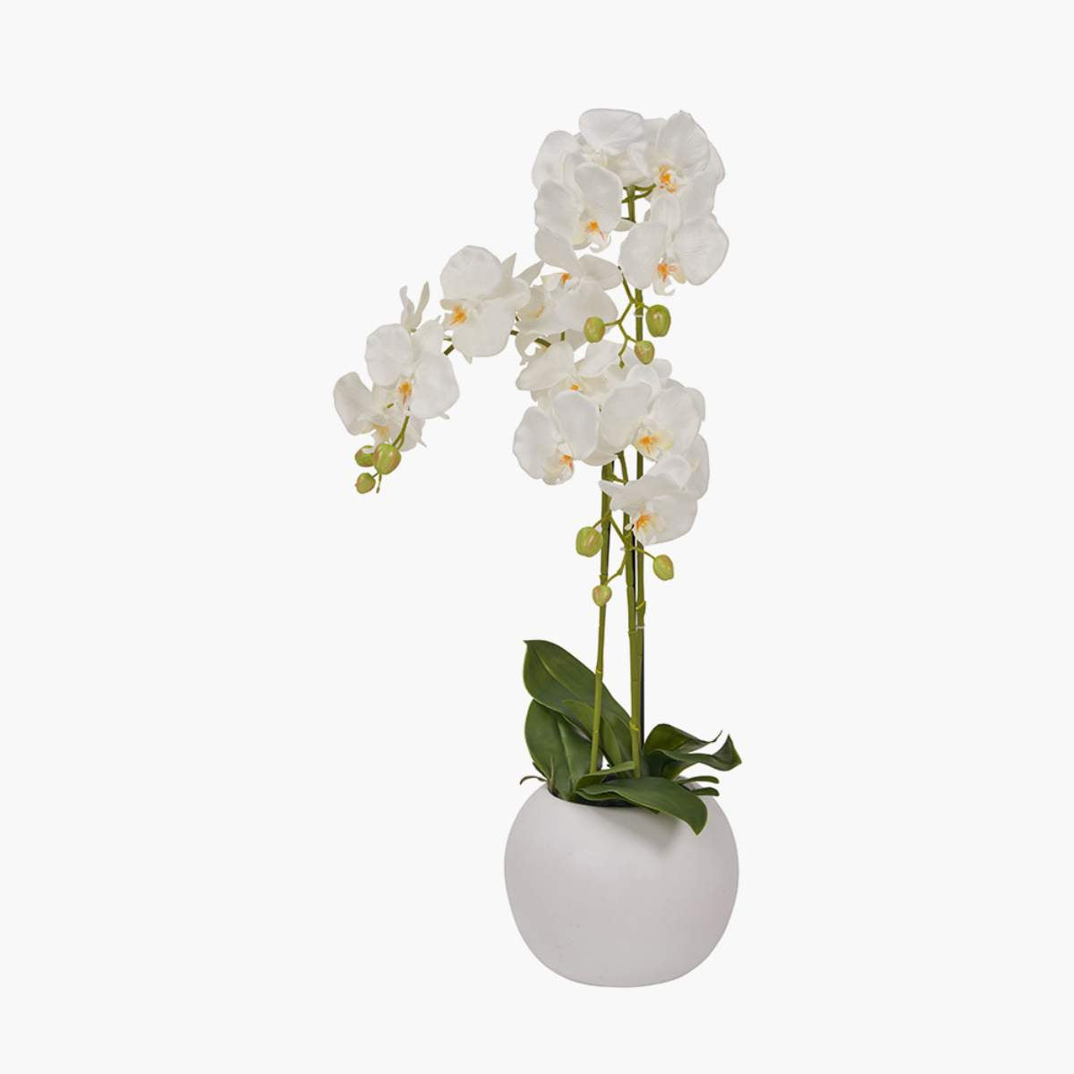 Pacific Lifestyle Medium White Orchid in Pot