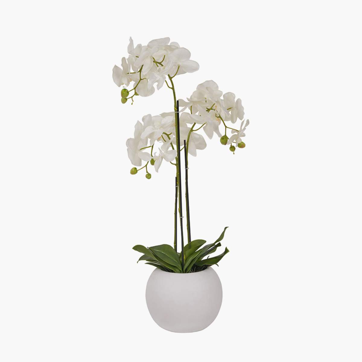 Pacific Lifestyle Medium White Orchid in Pot