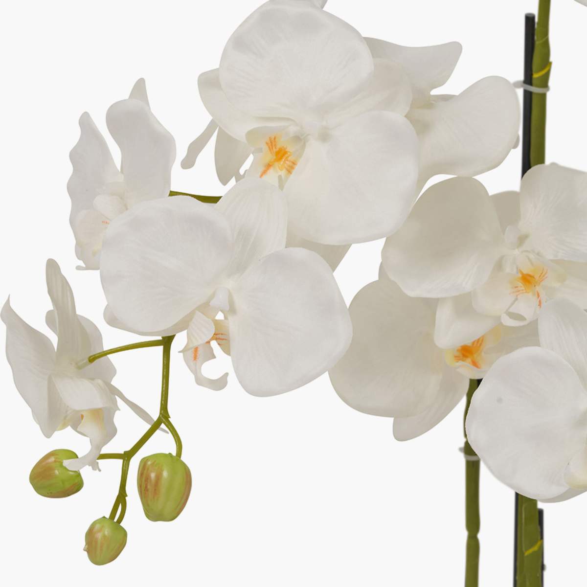 Pacific Lifestyle Medium White Orchid in Pot