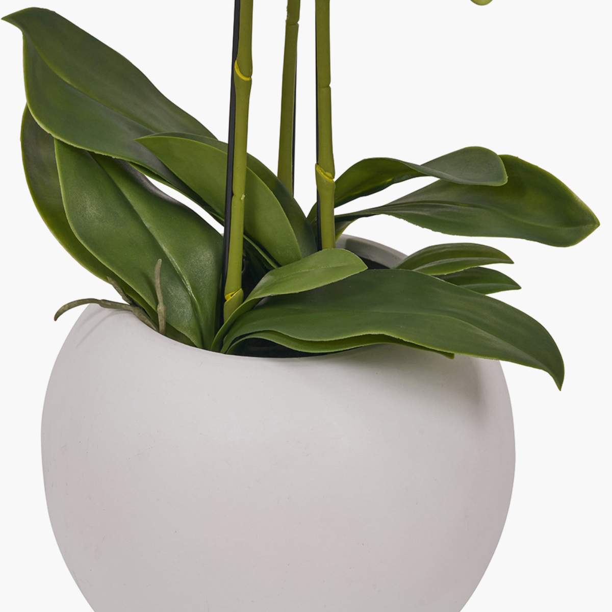 Pacific Lifestyle Medium White Orchid in Pot