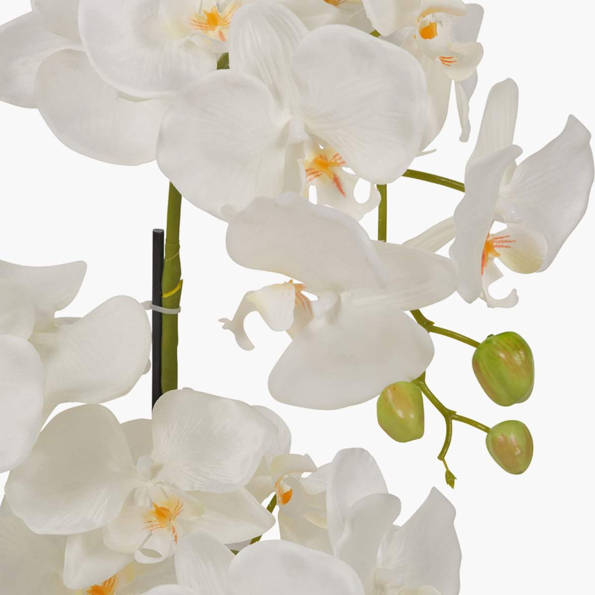 Pacific Lifestyle Medium White Orchid in Pot