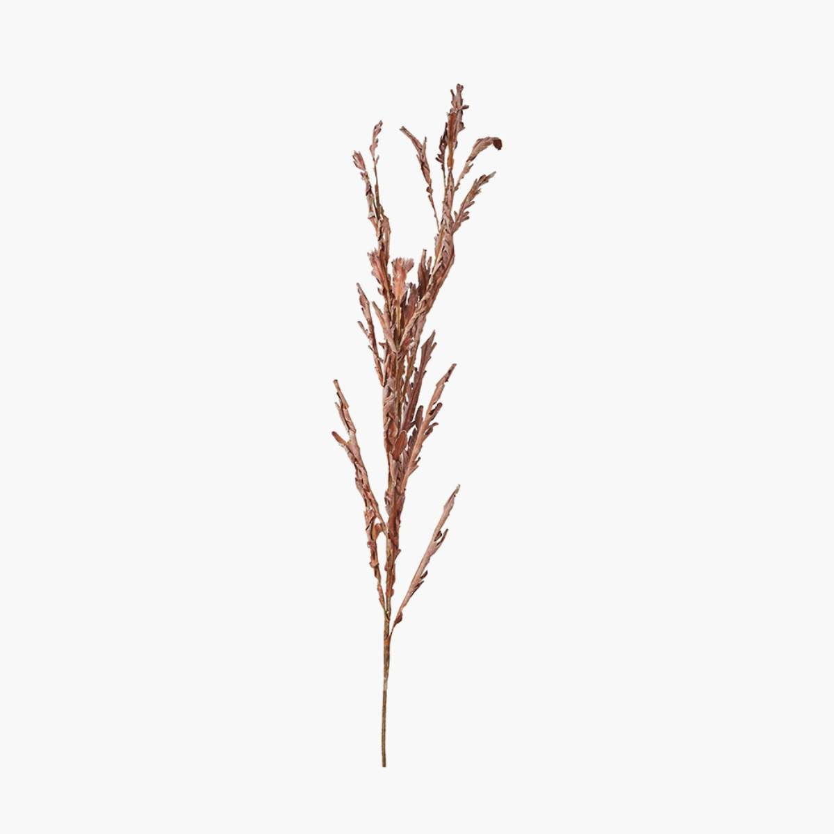 Beau&Co Mulberry Brown Autumn Leaf Pack of 6