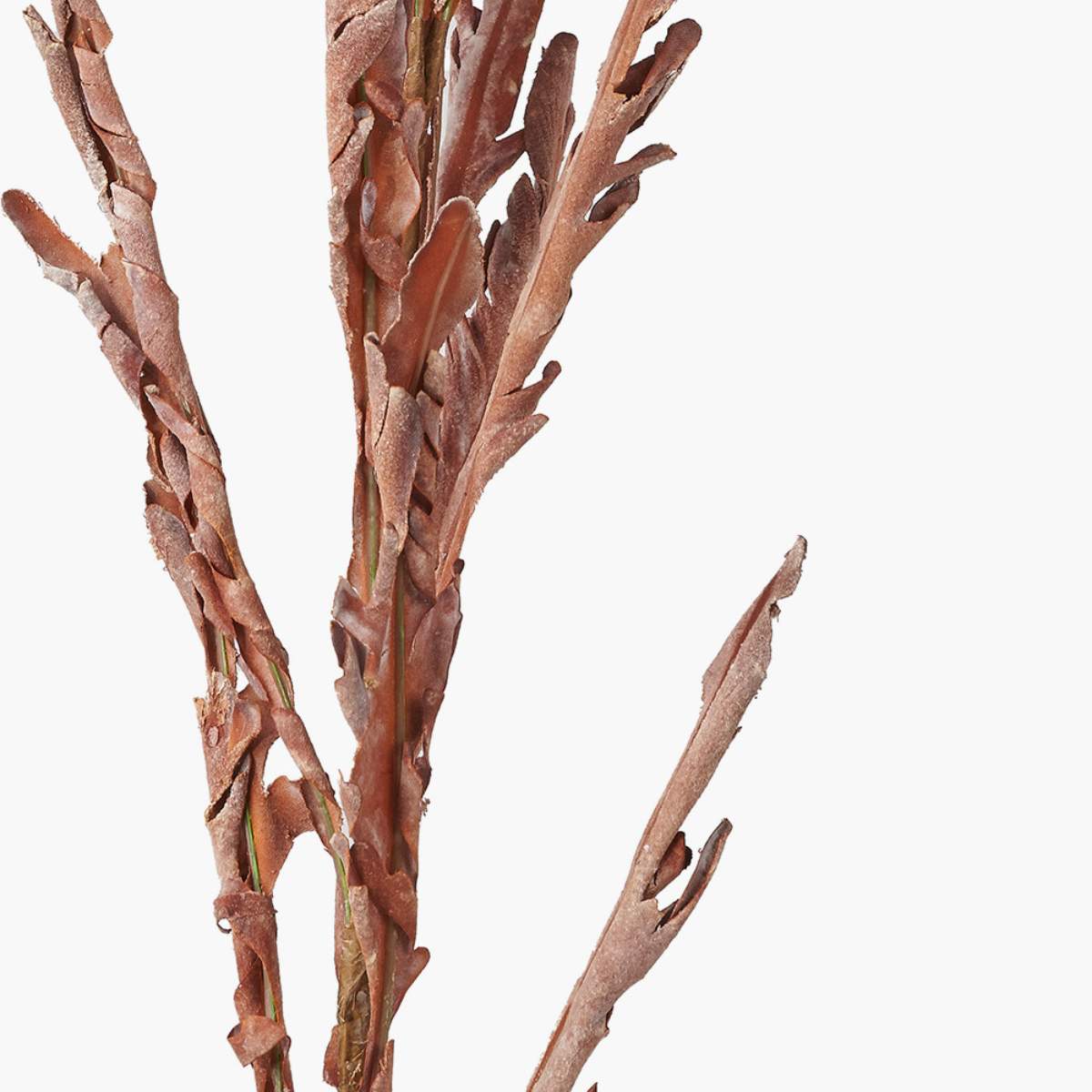 Beau&Co Mulberry Brown Autumn Leaf Pack of 6