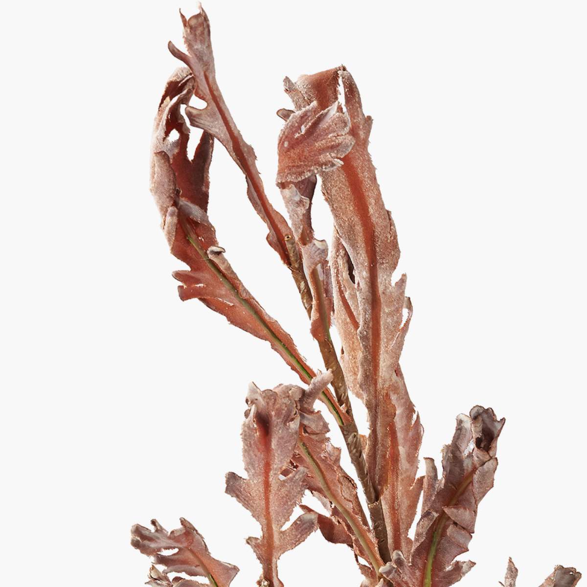 Beau&Co Mulberry Brown Autumn Leaf Pack of 6