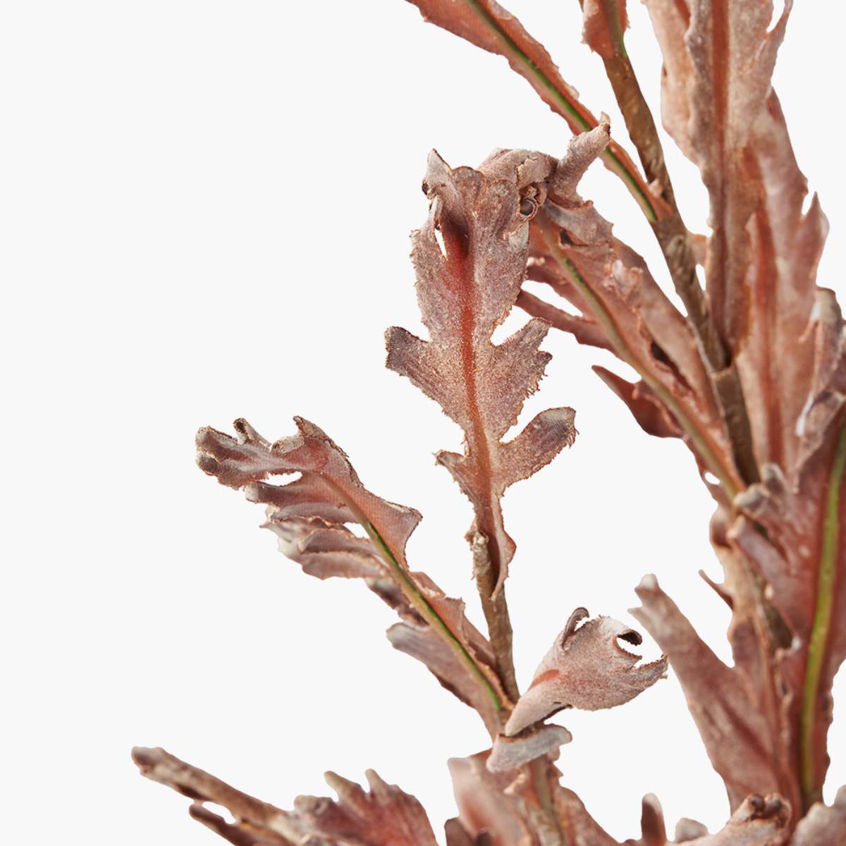 Beau&Co Mulberry Brown Autumn Leaf Pack of 6