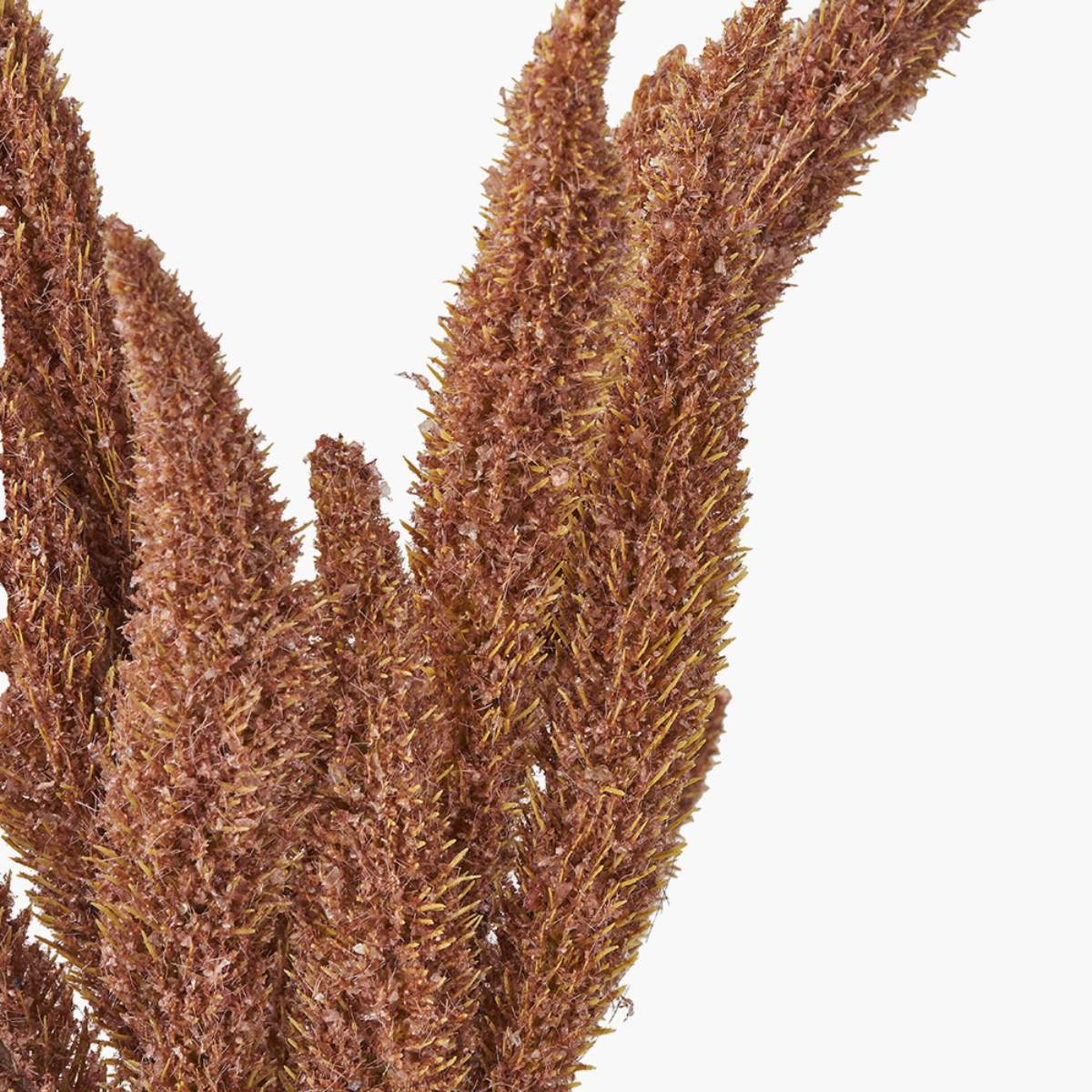 Beau&Co Mulberry Brown Foxtail Hand-Tied 3 Stem Bundle Pack of 6