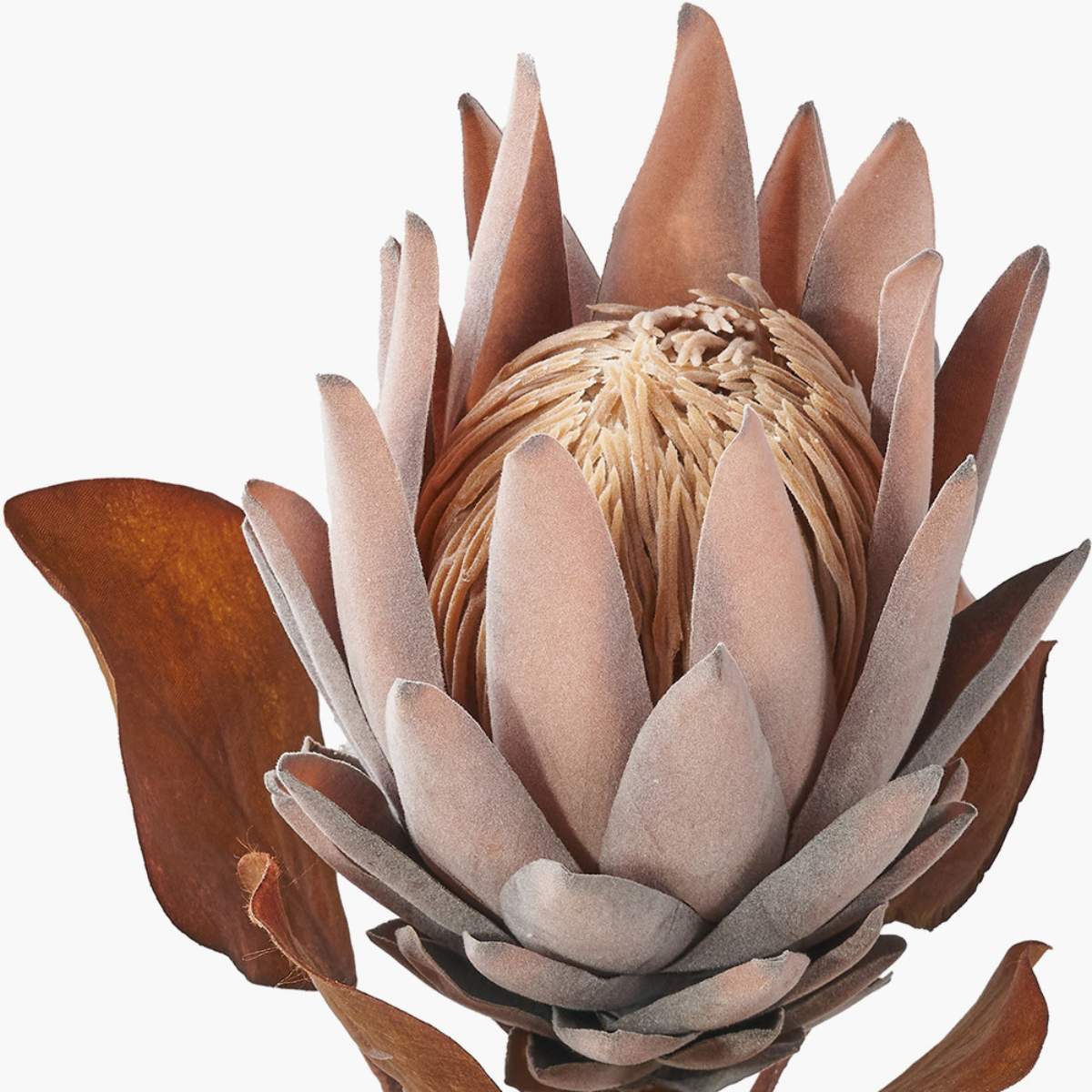 Beau&Co Mulberry Brown Protea Pack of 6
