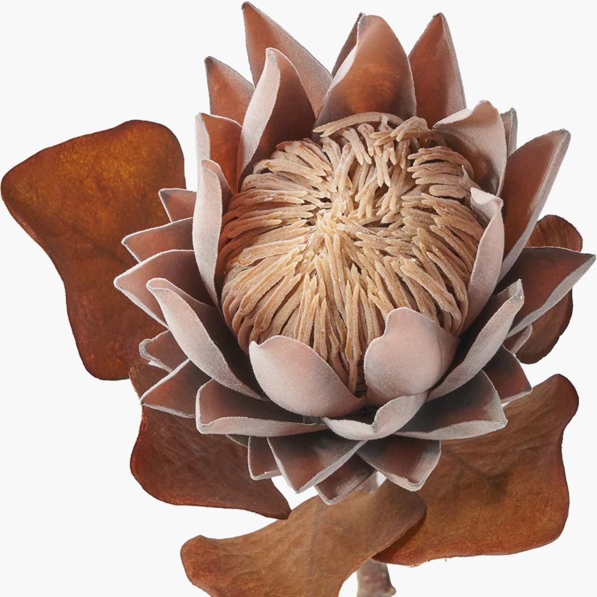 Beau&Co Mulberry Brown Protea Pack of 6