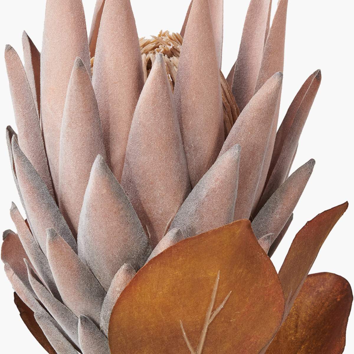 Beau&Co Mulberry Brown Protea Pack of 6
