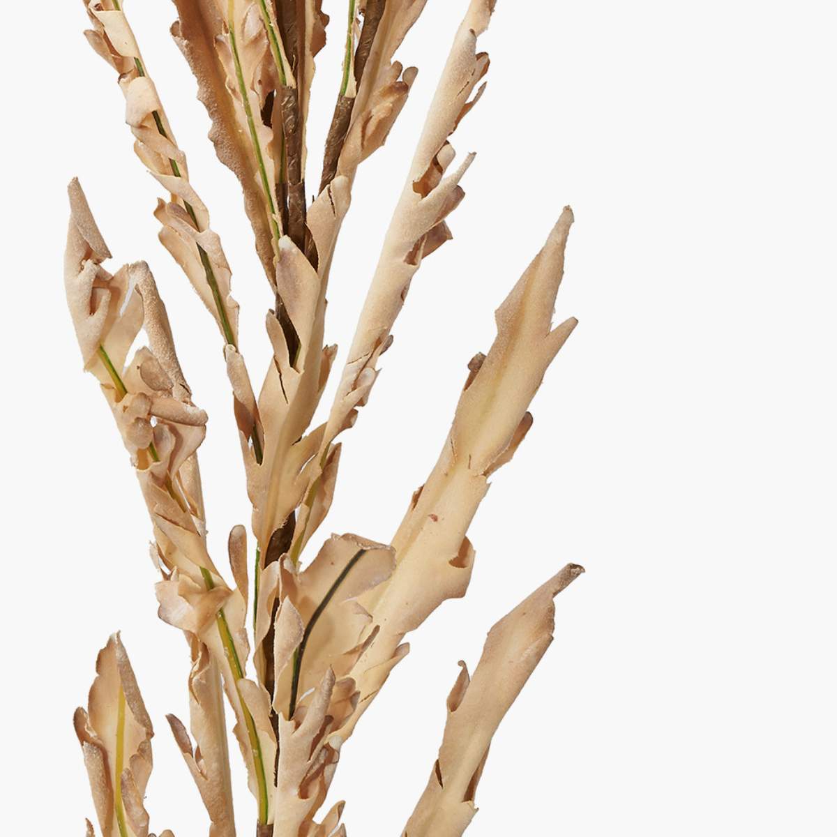 Beau&Co Natural Apricot Autumn Leaf Pack of 6