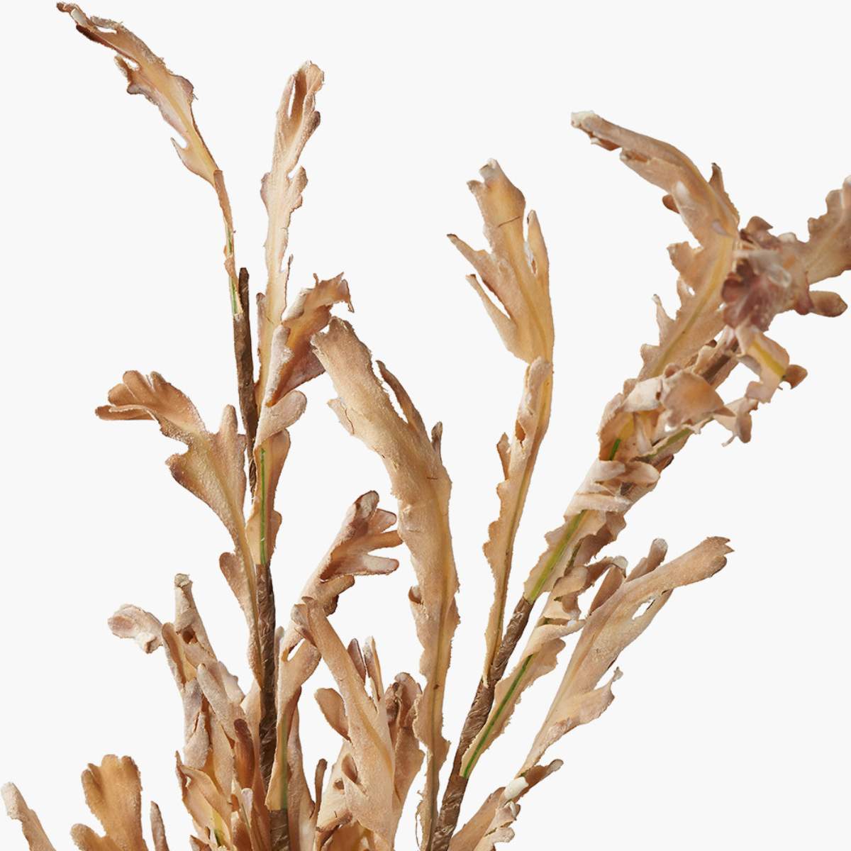 Beau&Co Natural Apricot Autumn Leaf Pack of 6