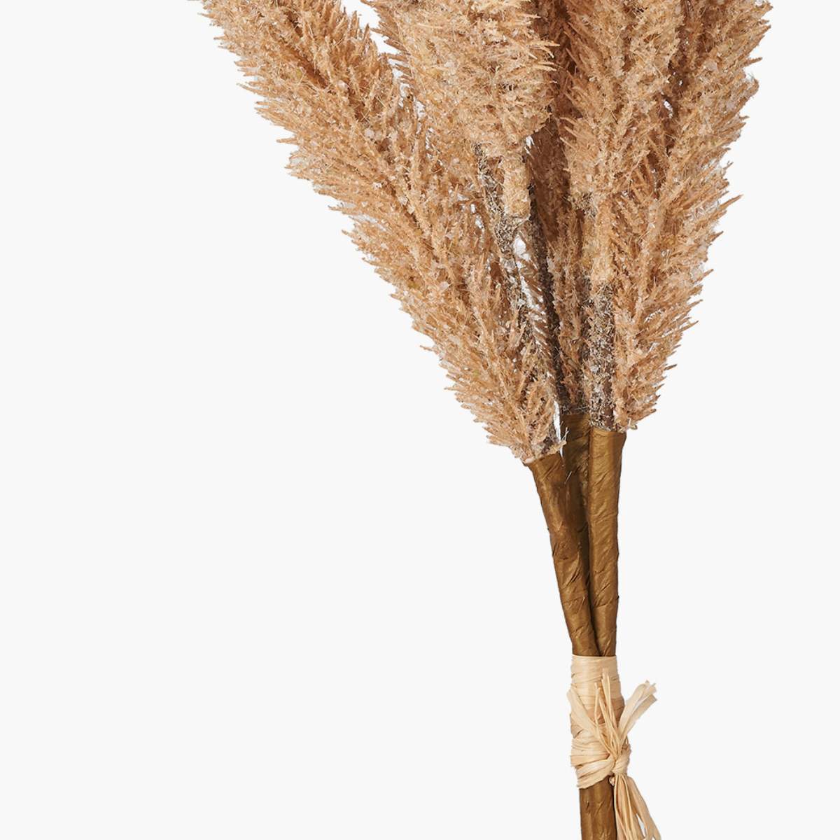 Beau&Co Natural Apricot Foxtail Hand-Tied 3 Stem Bundle Pack of 6