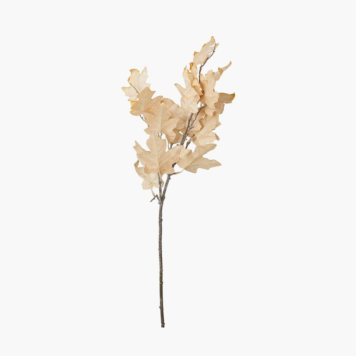 Pacific Lifestyle Natural Apricot Maple Leaf Pack of 6