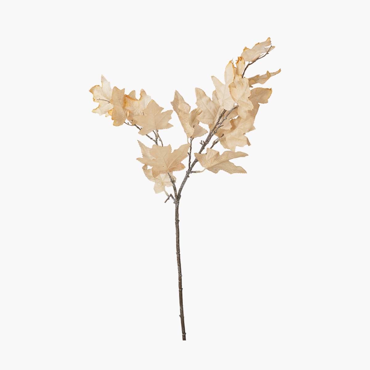 Pacific Lifestyle Natural Apricot Maple Leaf Pack of 6