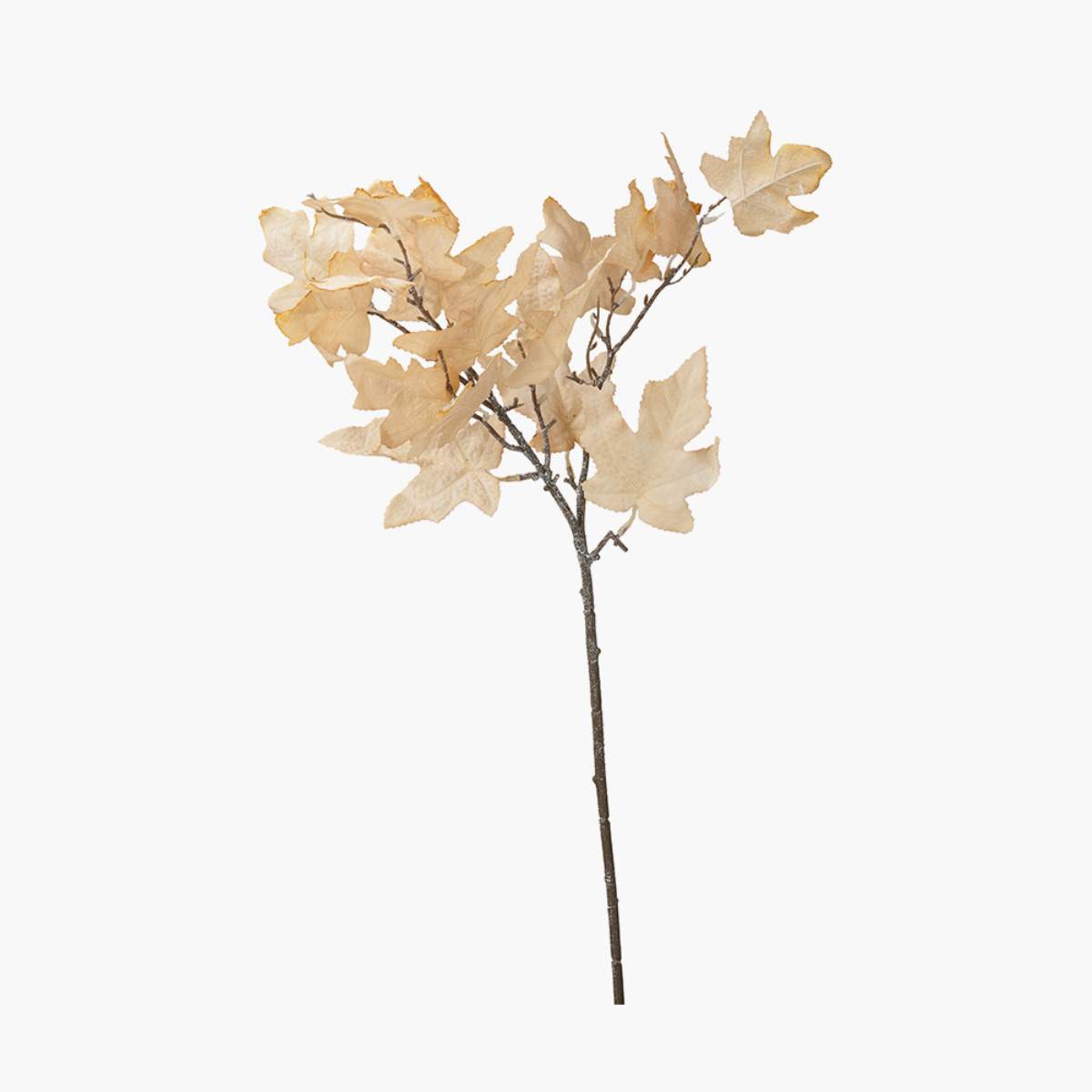 Pacific Lifestyle Natural Apricot Maple Leaf Pack of 6