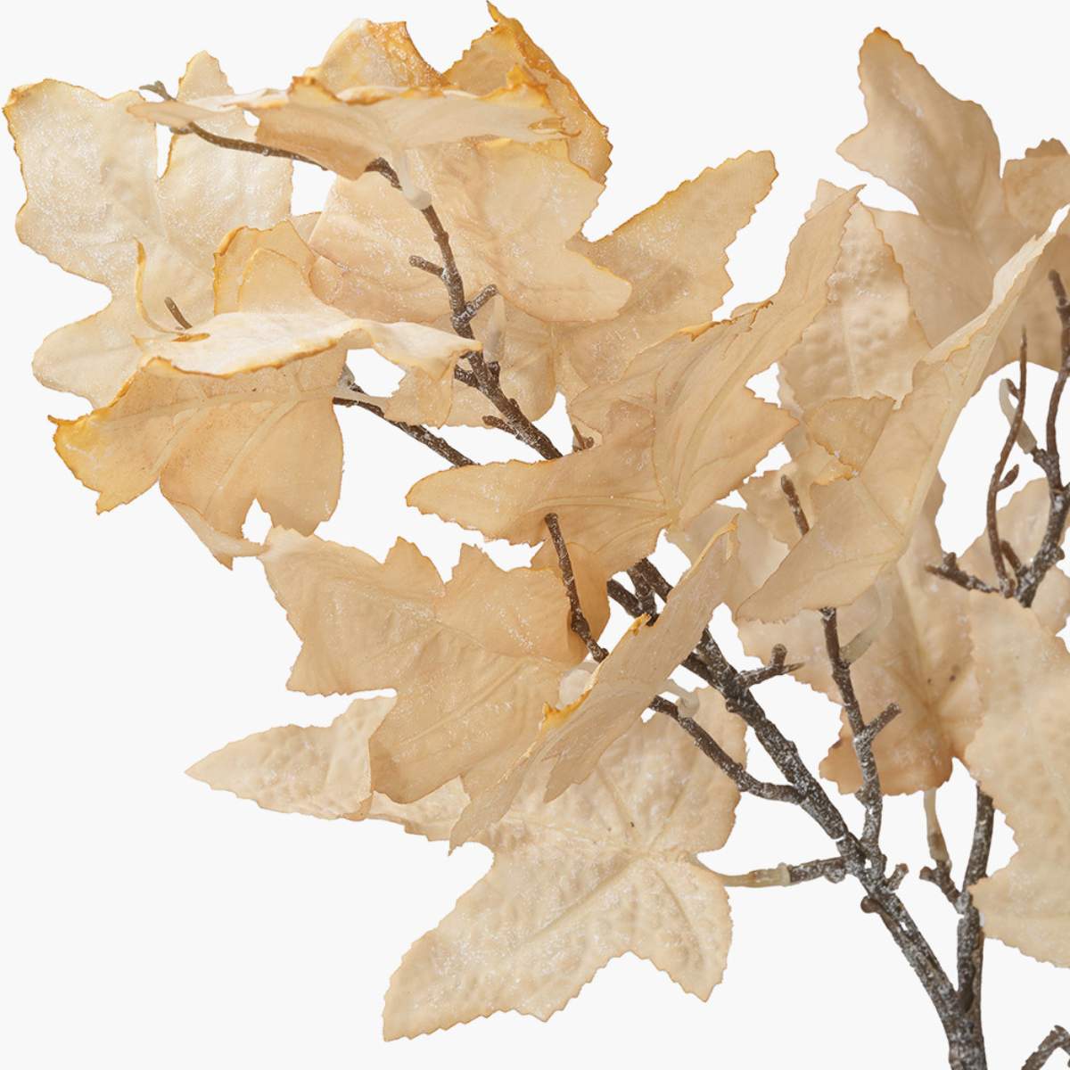 Pacific Lifestyle Natural Apricot Maple Leaf Pack of 6