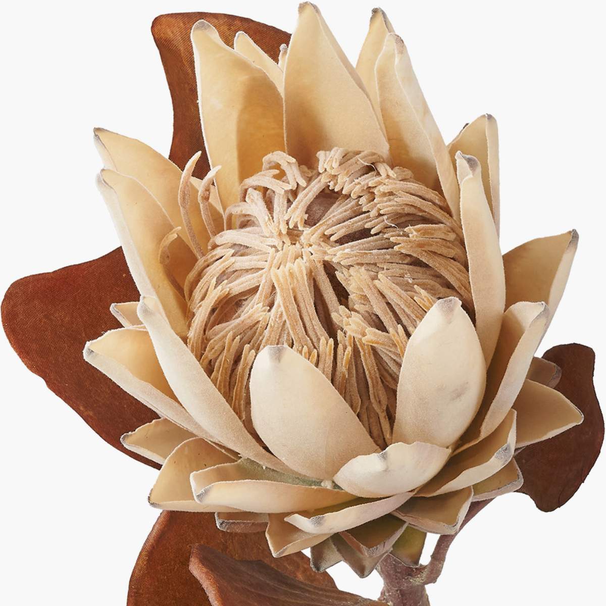 Pacific Lifestyle Natural Apricot Protea Pack of 6