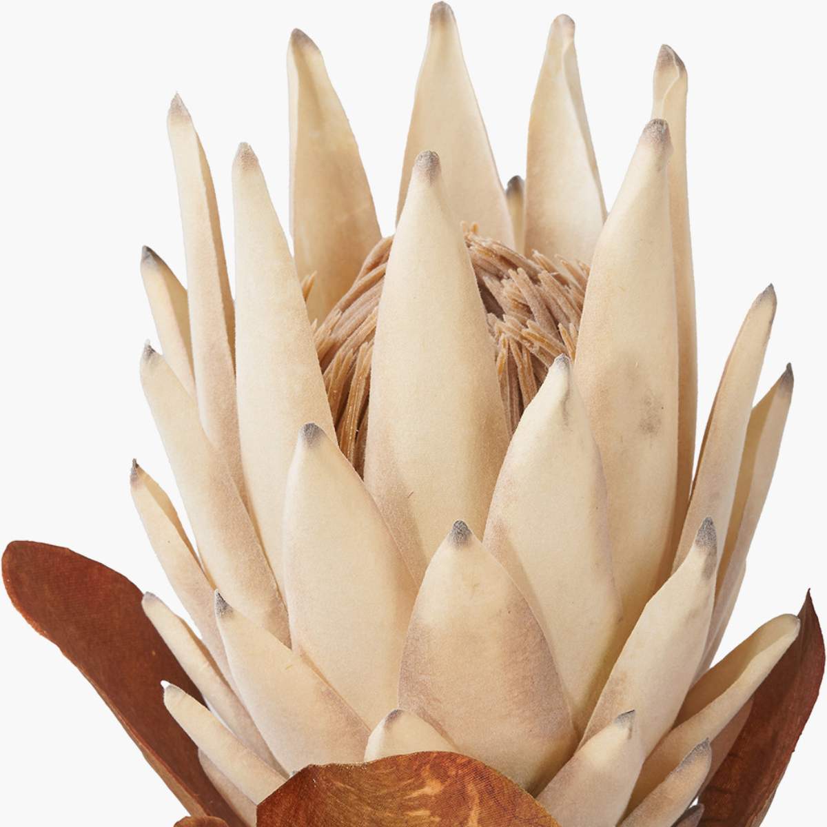 Pacific Lifestyle Natural Apricot Protea Pack of 6