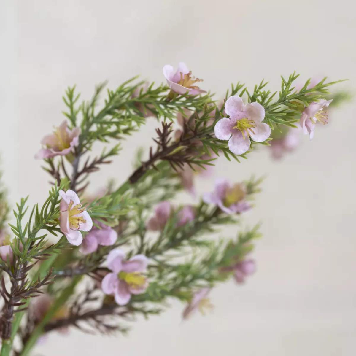 Grand Illusions Portulaca Bunch