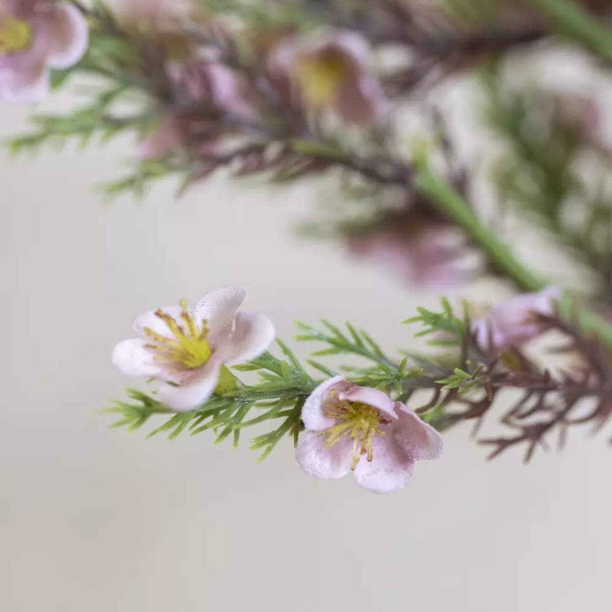 Grand Illusions Portulaca Bunch