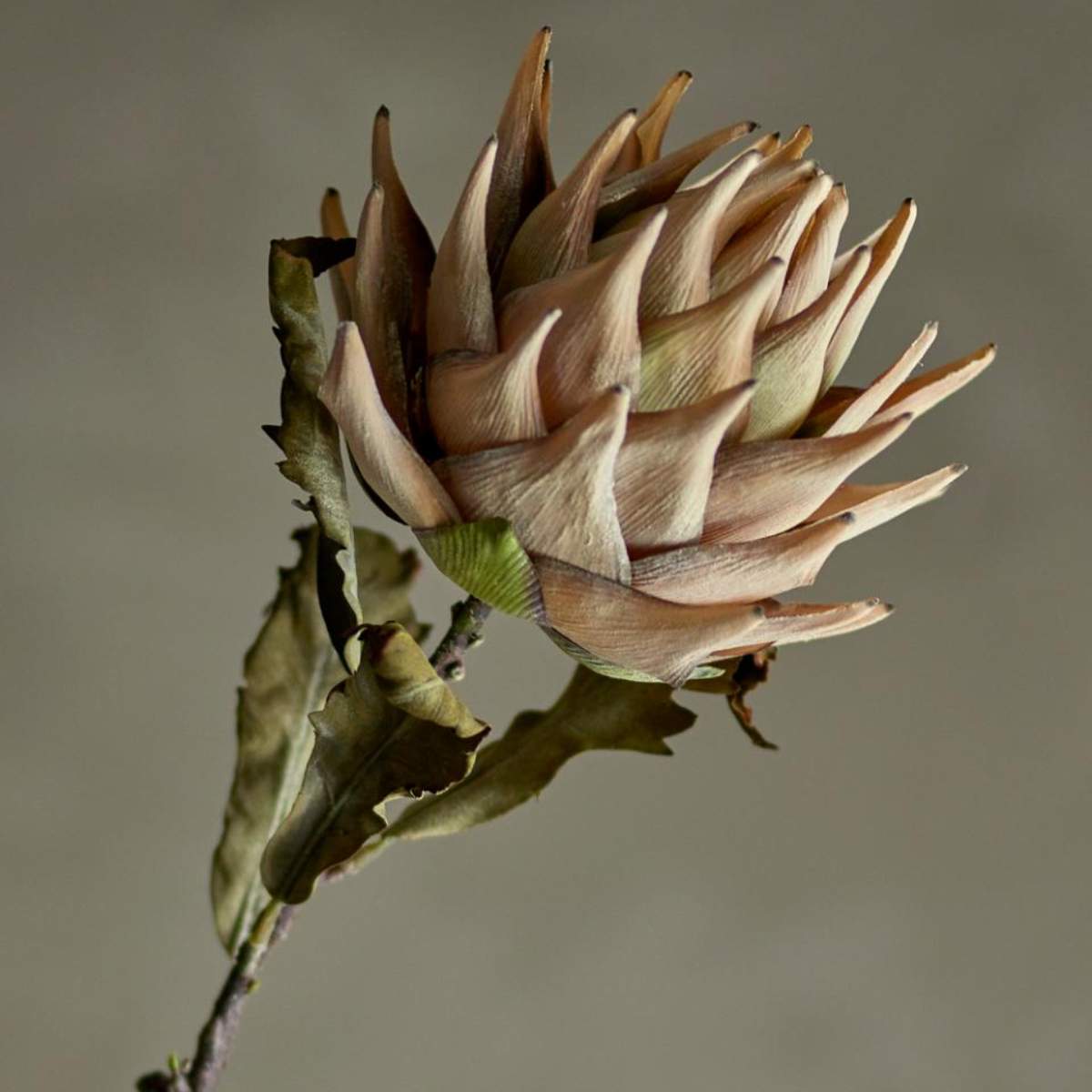 Bloomingville Protea Stem, Nature, Artificial Flowers