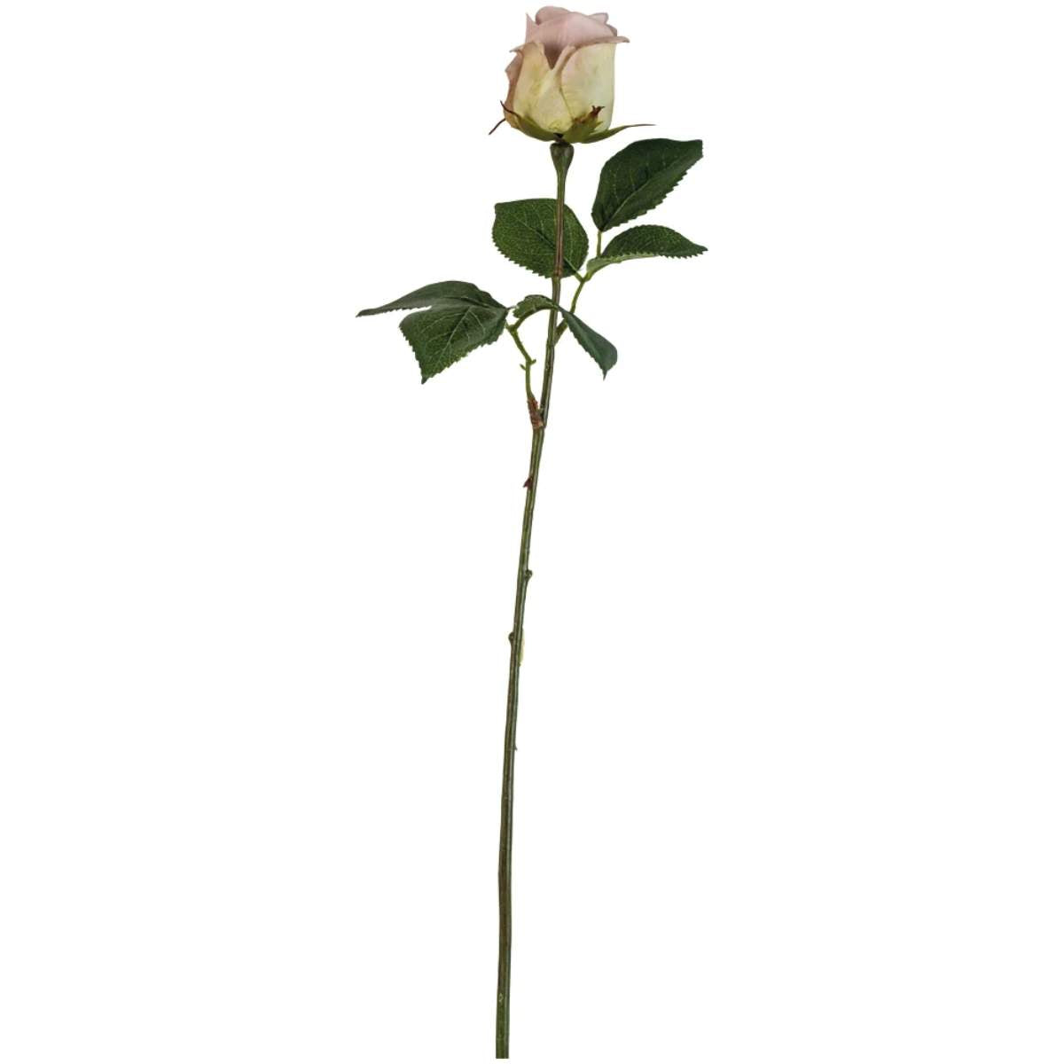 Grand Illusions Rose Apple White