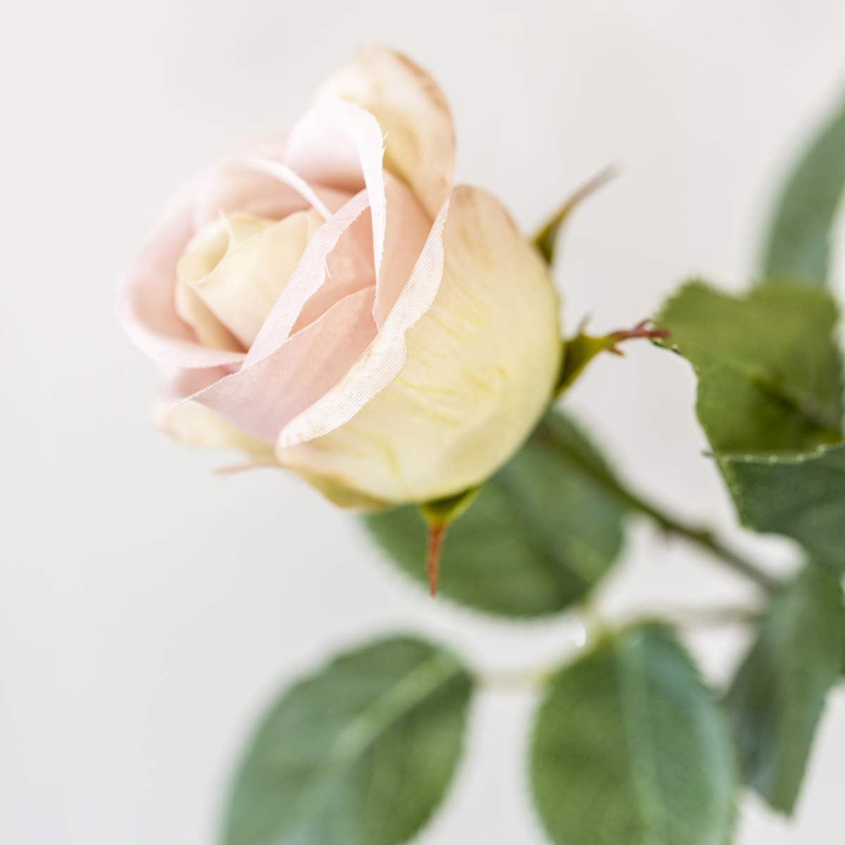 Grand Illusions Rose Apple White