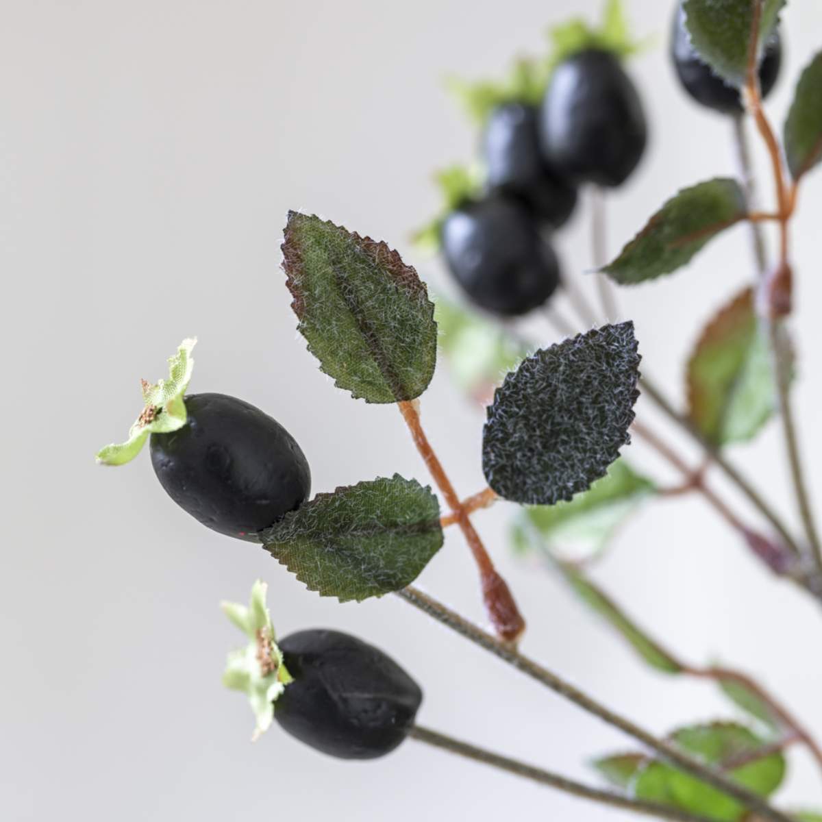 Grand Illusions Rose Hips Black