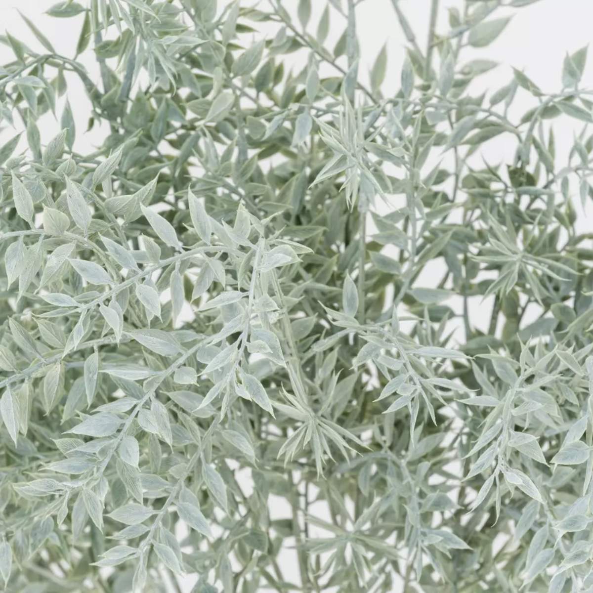 Grand Illusions Ruscus Spray