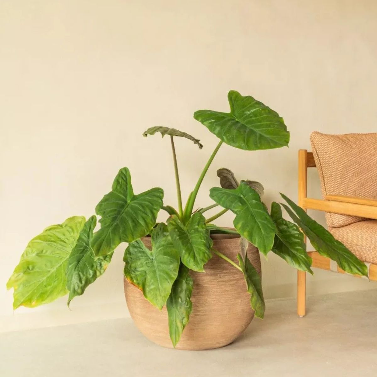Vincent Shepherd Saya Outdoor Round Planters