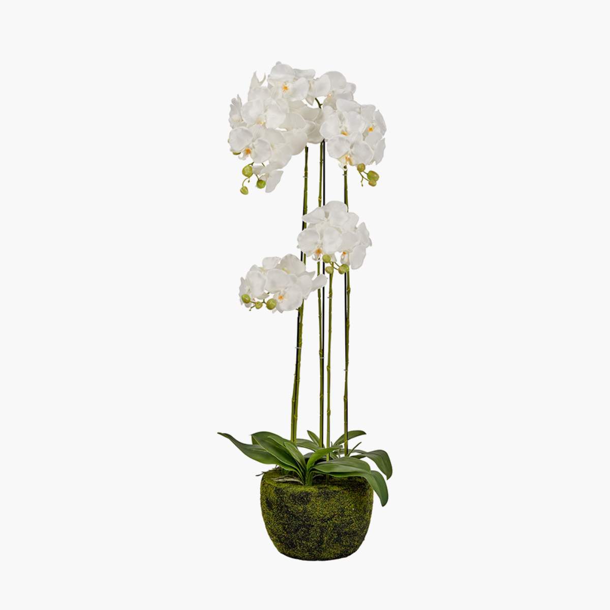Pacific Lifestyle Tall White Orchid in Moss Pot