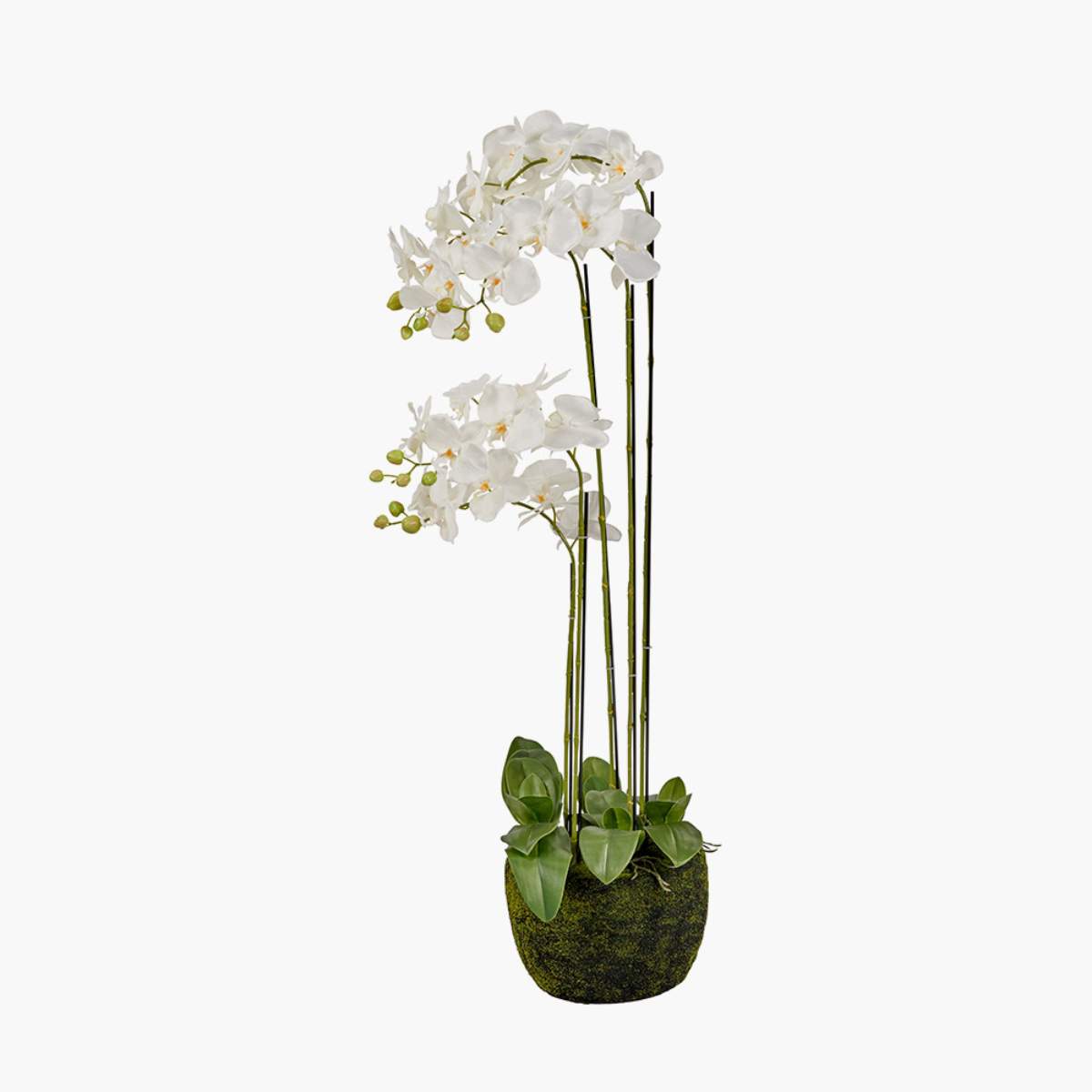 Pacific Lifestyle Tall White Orchid in Moss Pot