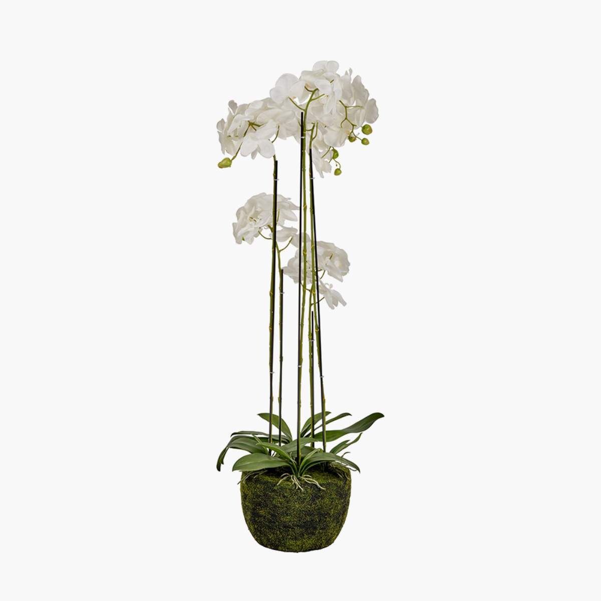 Pacific Lifestyle Tall White Orchid in Moss Pot