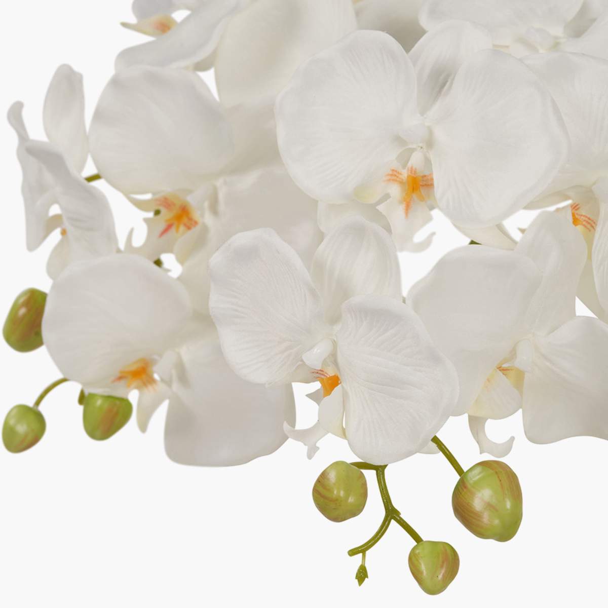 Pacific Lifestyle Tall White Orchid in Moss Pot