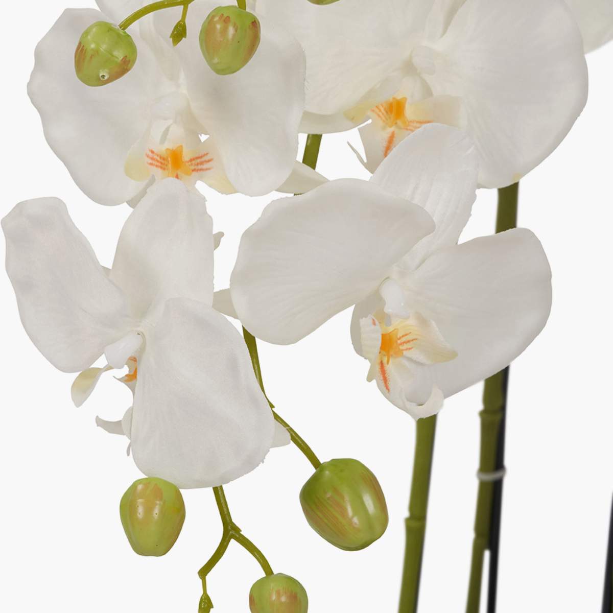Pacific Lifestyle Tall White Orchid in Moss Pot
