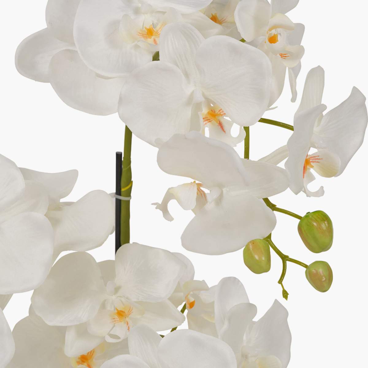 Pacific Lifestyle Tall White Orchid in Moss Pot