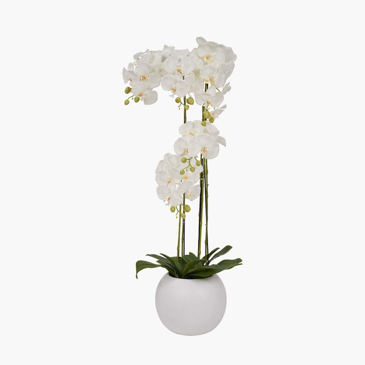 Pacific Lifestyle Tall White Orchid in Pot