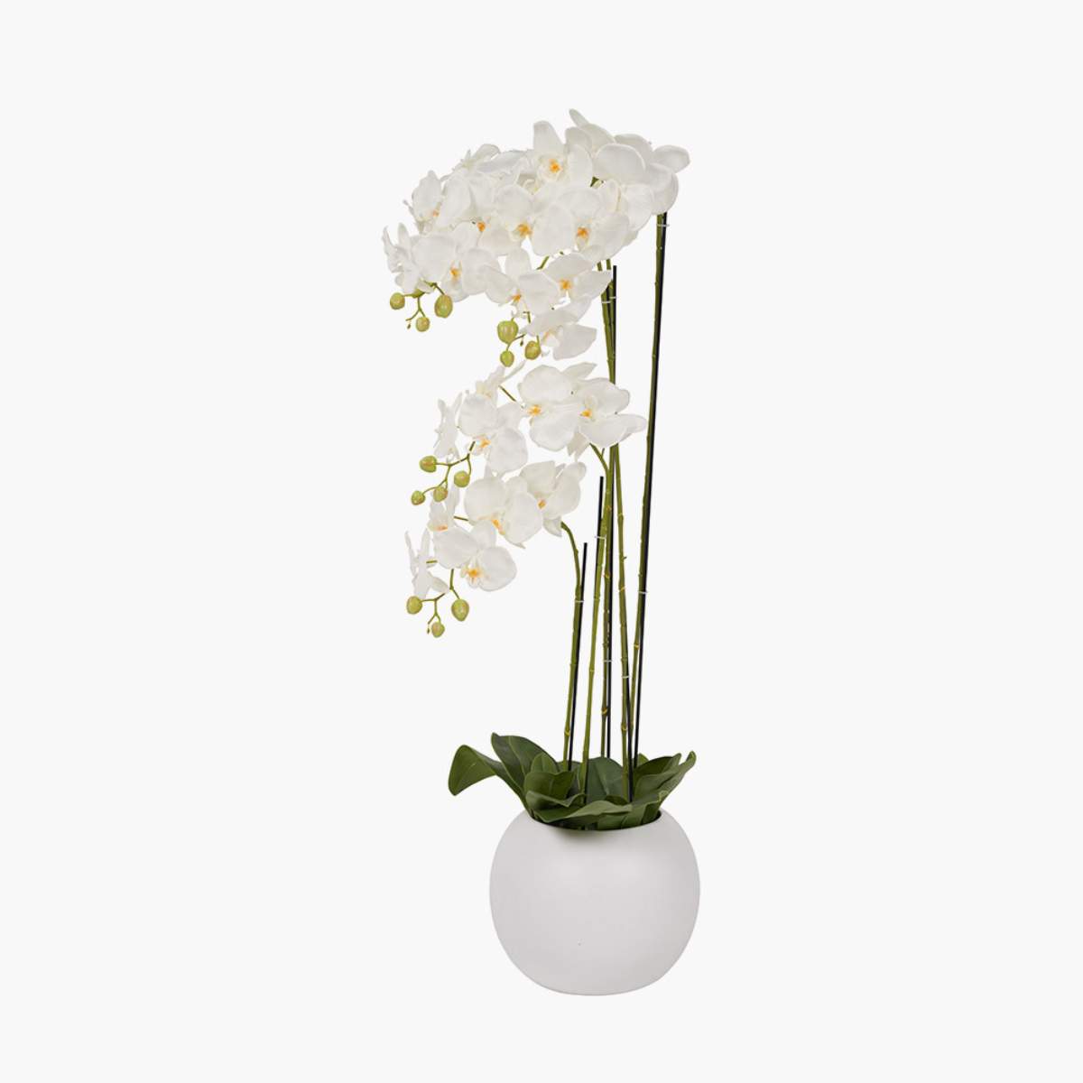 Pacific Lifestyle Tall White Orchid in Pot
