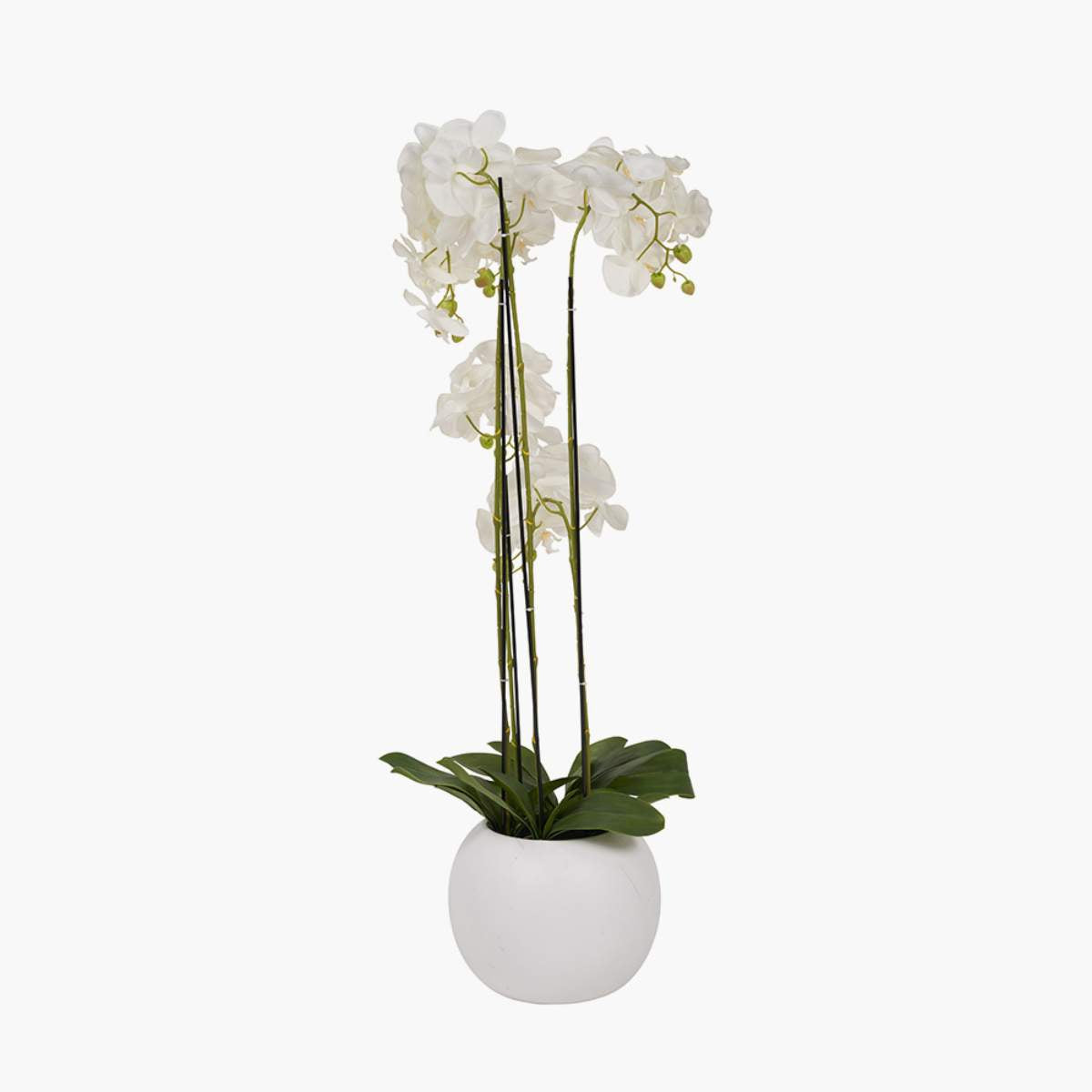 Pacific Lifestyle Tall White Orchid in Pot