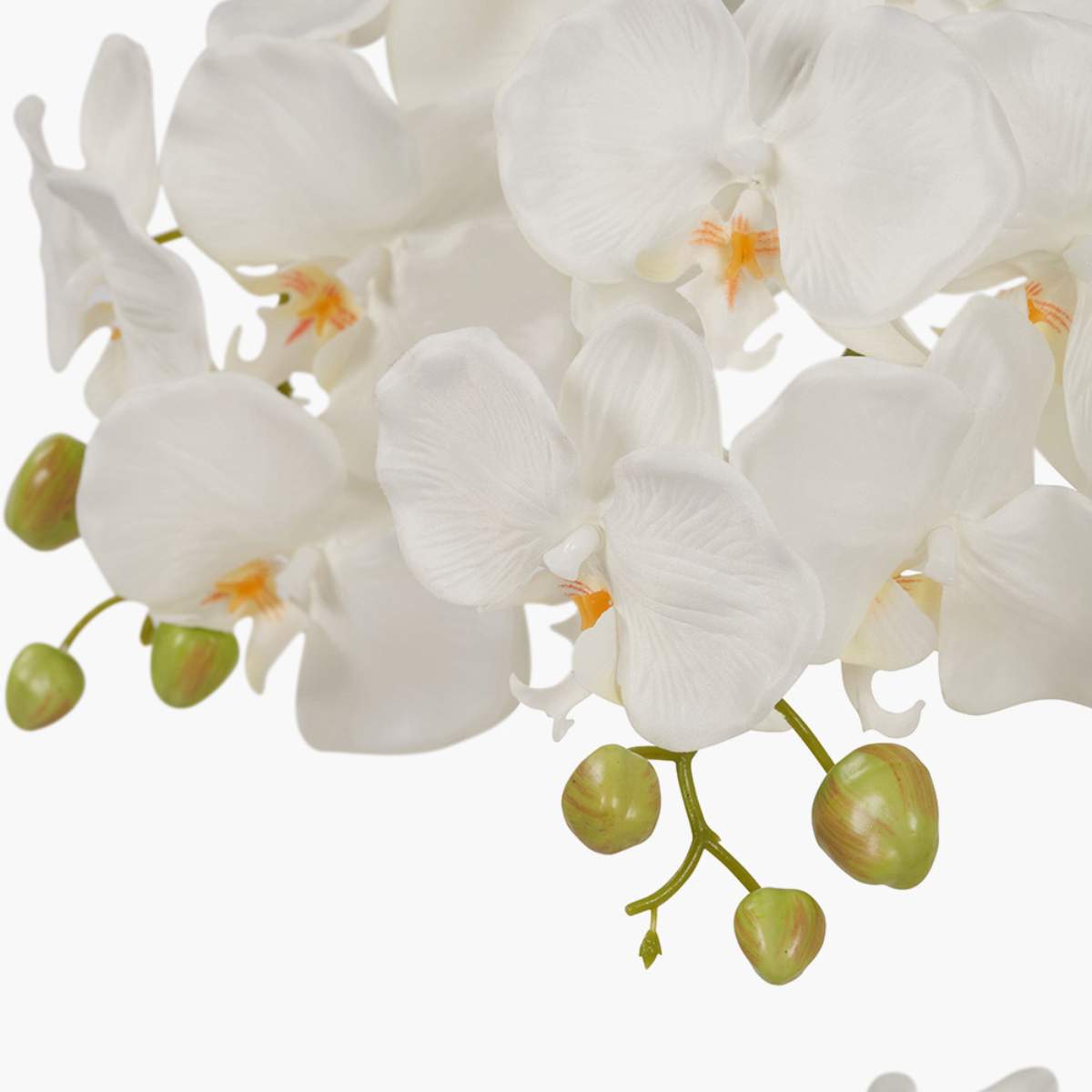 Pacific Lifestyle Tall White Orchid in Pot
