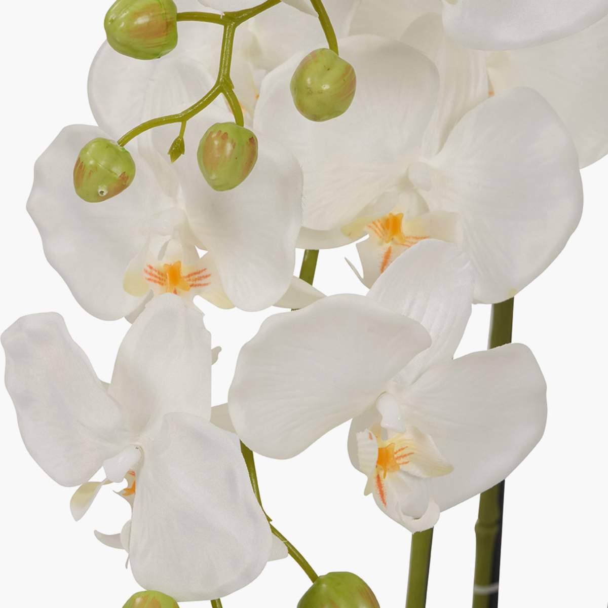 Pacific Lifestyle Tall White Orchid in Pot