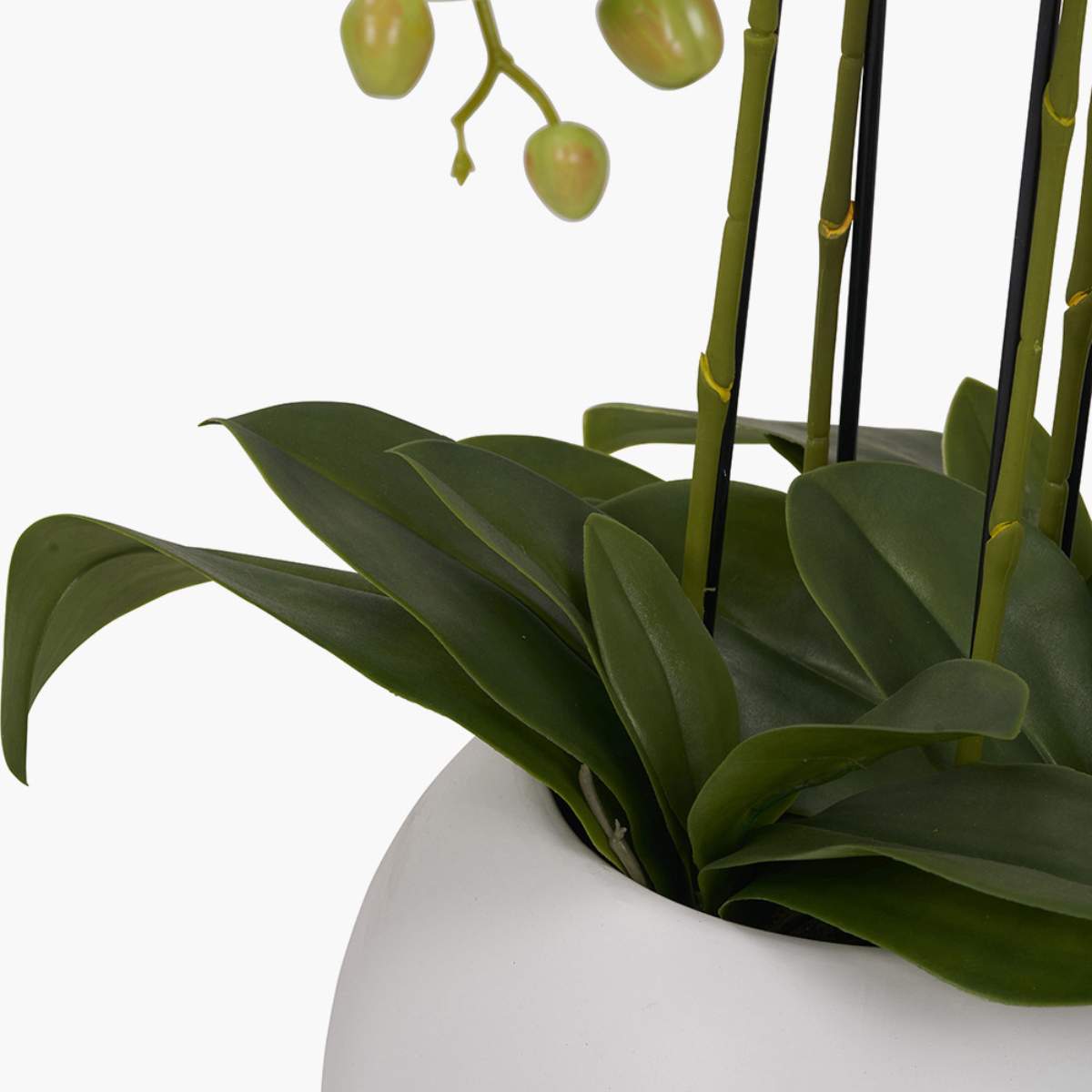 Pacific Lifestyle Tall White Orchid in Pot