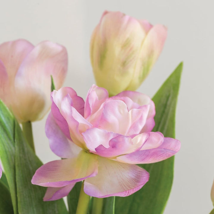 Grand Illusions Tulip Mix Mauve